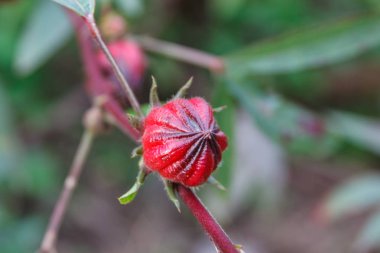 Hibiscus sabdariffa Roselle sağlıklı gıda alternatif tıp içecekler