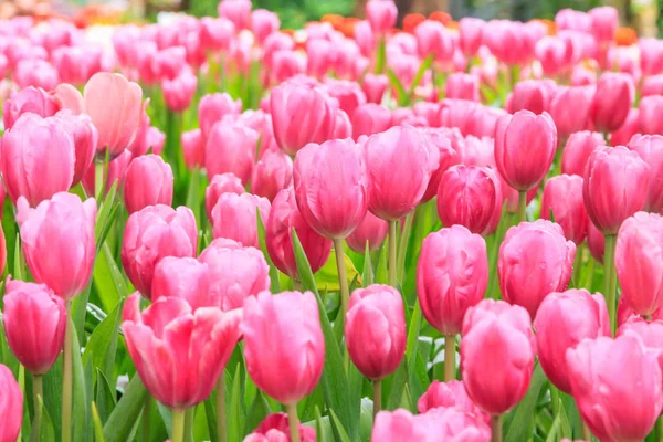 Tulipas coloridas. tulipas na primavera, tulipa colorida, cor de rosa — Fotografia de Stock