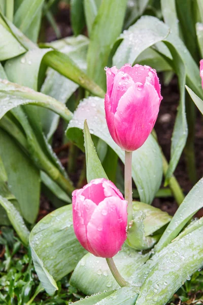 Tulipas coloridas. tulipas na primavera, cor de rosa tulipa colorida — Fotografia de Stock