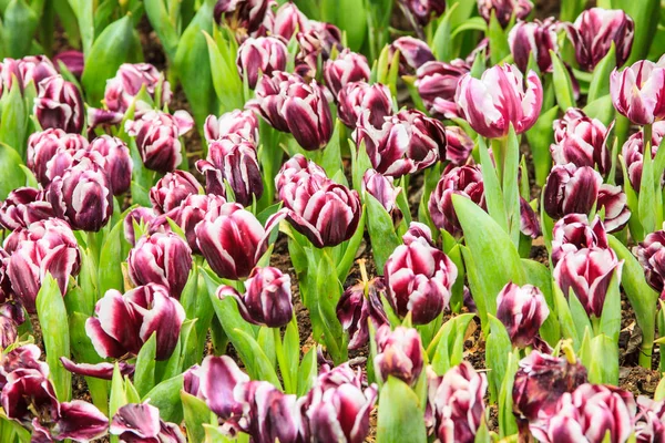 Tulipas coloridas. tulipas na primavera, tulipa colorida, cor roxa — Fotografia de Stock
