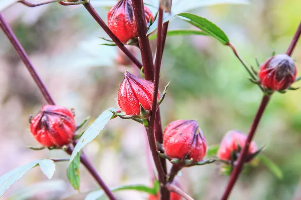 Frutti di Rosella, Hibiscus sabdariffa — Foto Stock