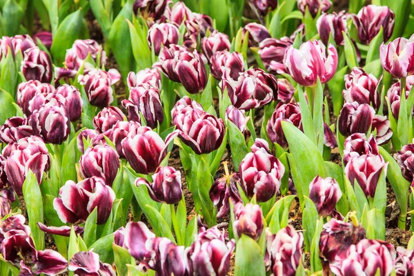 Färgglada tulpaner. tulpaner i vårens, färgstark tulpan, lila färg — Stockfoto