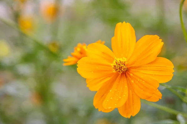 Cosmos κίτρινο λουλούδι πεδίο — Φωτογραφία Αρχείου