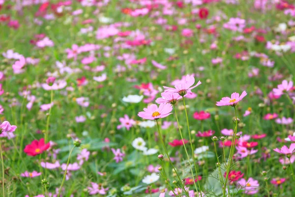 Bellissimo fiore cosmo rosa sullo sfondo del giardino — Foto Stock