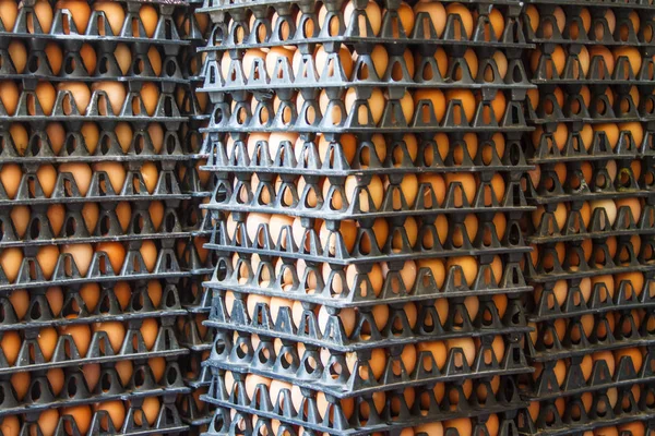 Closeup of many fresh brown eggs in carton tray, egg for sale — Stock Photo, Image