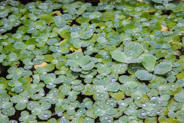 Duckweed floating on water — Stock Photo, Image