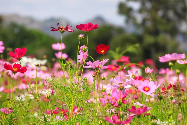 Kozmosz virág virágzó kert Stock Fotó