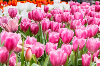  Renkli Lale pembe renk Bahçe, Tayland