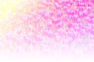 Sevgiliye çiçek arka plan