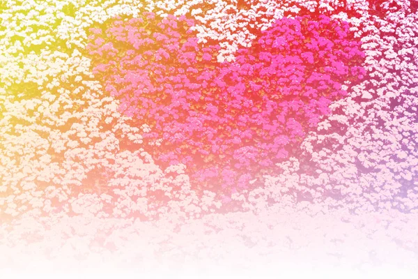 Kleurrijke hartvormige bloemen regeling achtergrond, Valentine's day — Stockfoto
