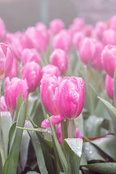 Tulipas coloridas cor rosa no jardim dos sonhos — Fotografia de Stock