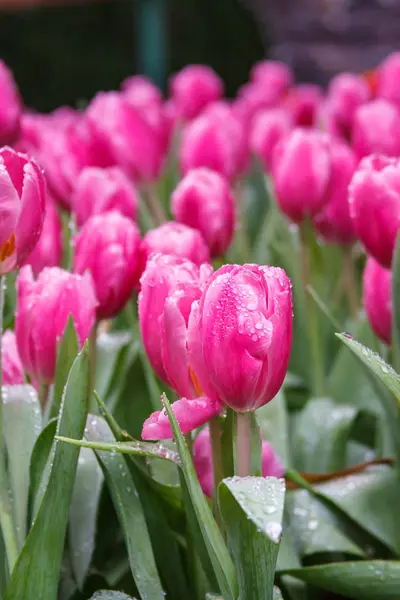 Tulipas coloridas cor rosa no jardim — Fotografia de Stock