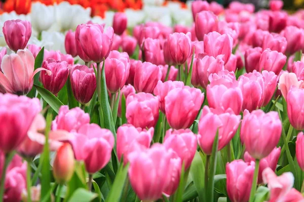 Tulipas coloridas cor rosa no jardim, fundo tulipas — Fotografia de Stock