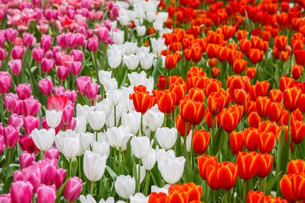Tulipas coloridas rosa branco e vermelho cor no jardim, tulipas fundo — Fotografia de Stock
