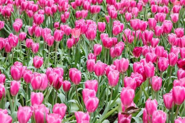 Tulipas coloridas cor rosa no jardim, tulipas cor de fundo rosa — Fotografia de Stock