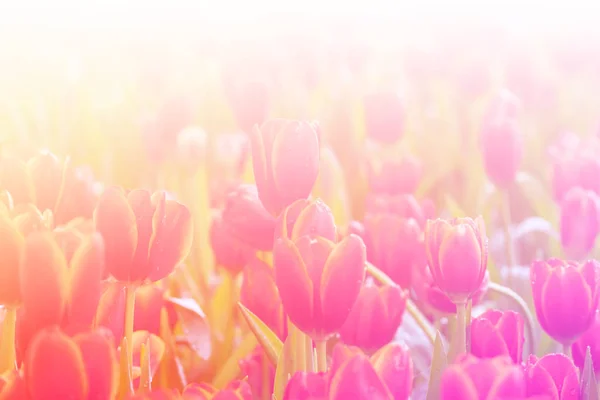 Valentine fundo luz flor — Fotografia de Stock