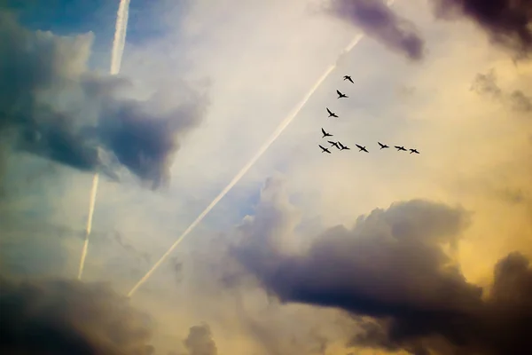 Vögel fliegen einen Keil zwischen die Wolken Stockbild