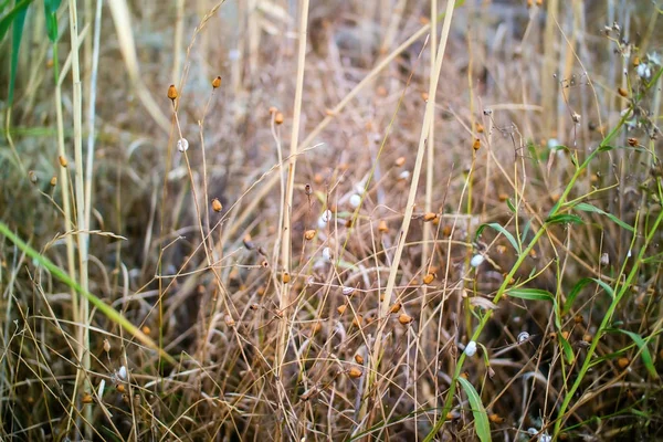 乾燥芽と茎 — ストック写真