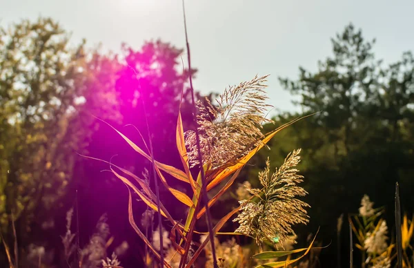 Puszysty Heath, pośród zielonych pędów — Zdjęcie stockowe