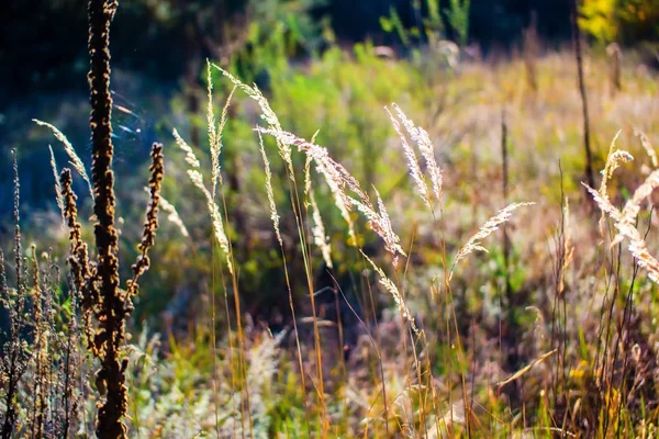 Puszysty Heath, pośród zielonych pędów — Zdjęcie stockowe