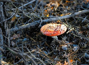 Turuncu amanita düşmüş çam kozalakları ve kuru iğne arasında ağacının altında.