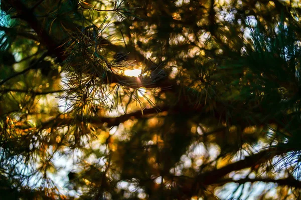 Rayons du soleil à travers les aiguilles de pin — Photo