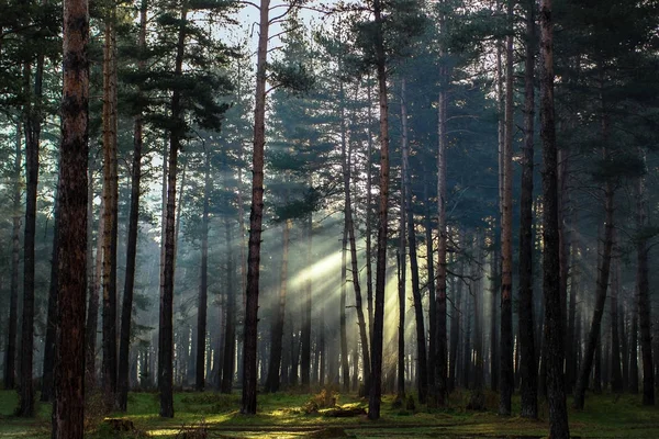 Matin dans la forêt de pins — Photo