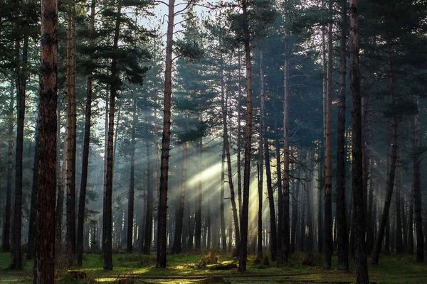 Утро в сосновом лесу Лицензионные Стоковые Фото