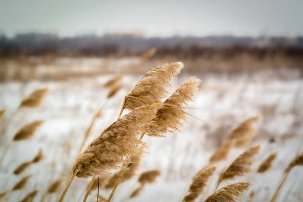 Сухая трава на фоне снега — стоковое фото