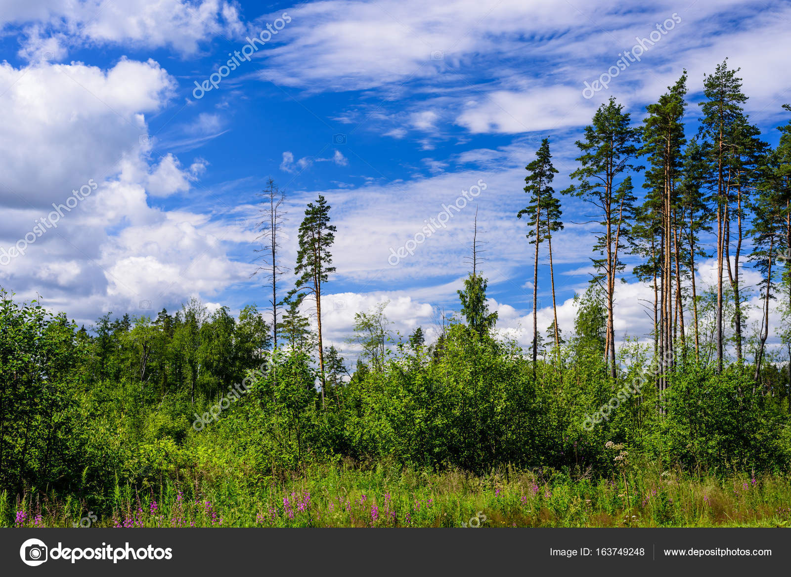 Beautiful Landscape Forest Background Expressive Blue Sky Clouds Russia Stock Photo Image By C Randrey Beautiful Landscape Forest Background Expressive Blue Sky Clouds Russia Stock Photo Image By C Randrey