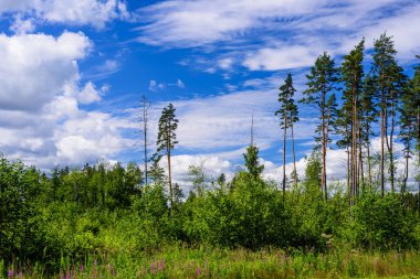 Güzel manzara. Bulutlar, Rusya ile etkileyici mavi gökyüzü arka plan üzerinde orman