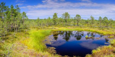 Lahemaa Milli Parkı 'ndaki Viru bataklığı (Viru Raba), Estonya' da popüler bir doğal cazibe merkezi. Bataklık ve ormanlı resimli bir manzara.
