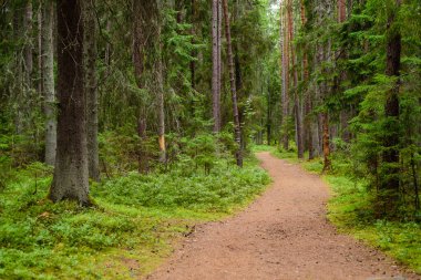 Güzel orman manzarası. Estonya 'daki Lahemaa Doğa Parkı.