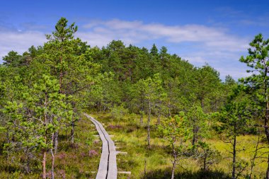Lahemaa Milli Parkı 'ndaki Viru Raba bataklığı, Estonya' nın popüler doğal cazibesi, bir turist ekolojik gezisi. Bataklık ve ormanlı resimli bir manzara.