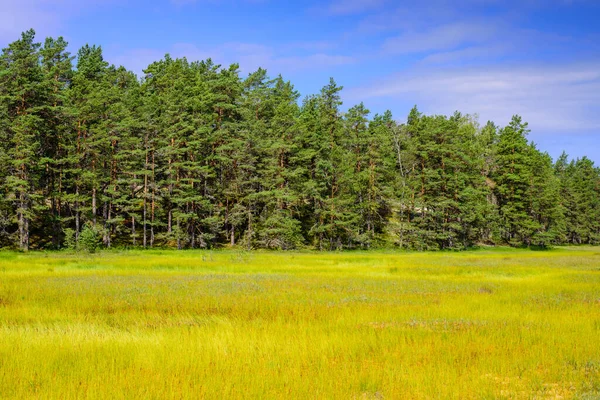Típica Naturaleza Estonia Parque Nacional Lahemaa Sendero Educativo Majakivi Picanime — Foto de Stock