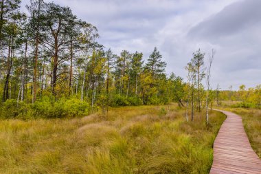 Sestroretsk bataklığı. Bataklıkta yürüyüş yolu, Sestroretsk kasabası, Leningrad oblast, Rusya.