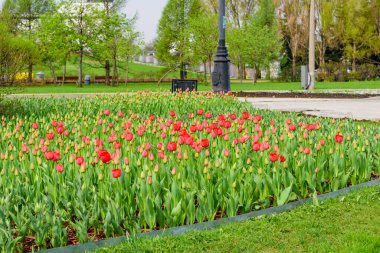 Laleli güzel şehir parkı, Moskova 'da bahar manzarası, Rusya