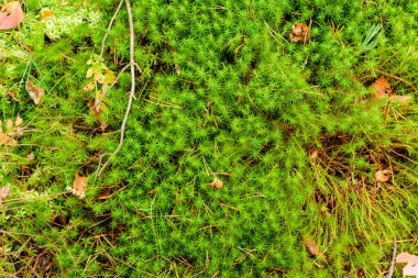 Güzel yeşil yosun. Ormandaki bataklıkta yosun.