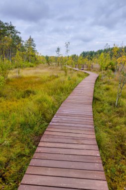 Sestroretsk bataklığı. Bataklıkta yürüyüş yolu, Sestroretsk kasabası, Leningrad oblast, Rusya.
