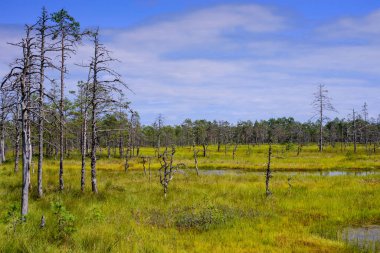 Lahemaa Milli Parkı 'ndaki Viru bataklığı (Viru Raba), Estonya' da popüler bir doğal cazibe merkezi. Bataklık ve ormanlı resimli bir manzara.