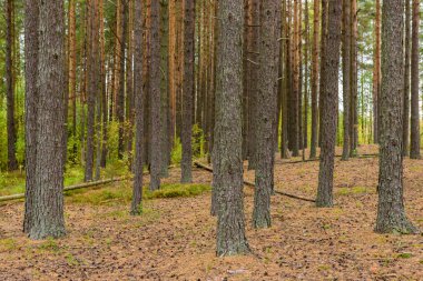 Sestroretsk kasabası yakınlarındaki pitoresk çam ormanı, Saint-Petersburg, Rusya