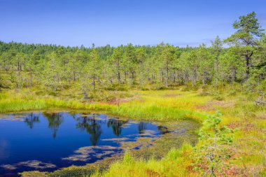 Lahemaa Milli Parkı 'ndaki Viru bataklığı (Viru Raba), Estonya' da popüler bir doğal cazibe merkezi. Bataklık ve ormanlı resimli bir manzara.