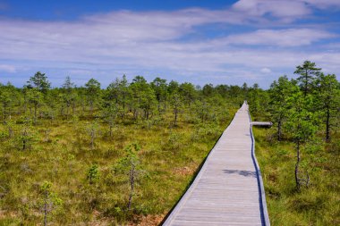 Lahemaa Milli Parkı 'ndaki Viru bataklığı (Viru Raba), Estonya' da popüler bir doğal cazibe merkezi. Bataklık ve ormanlı resimli bir manzara.