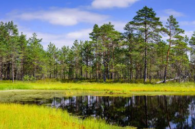 Lahemaa Milli Parkı 'ndaki Viru bataklığı (Viru Raba), Estonya' da popüler bir doğal cazibe merkezi. Bataklık ve ormanlı resimli bir manzara.