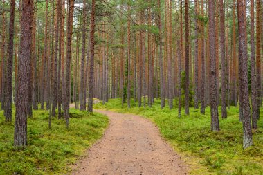 Resimli bir çam ormanının yolu, Lahemaa Doğa Parkı, Estonya