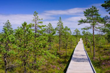Lahemaa Milli Parkı 'ndaki Viru bataklığı (Viru Raba), Estonya' da popüler bir doğal cazibe merkezi. Bataklık ve ormanlı resimli bir manzara.