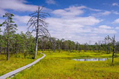 Lahemaa Milli Parkı 'ndaki Viru bataklığı (Viru Raba), Estonya' da popüler bir doğal cazibe merkezi. Bataklık ve ormanlı resimli bir manzara.