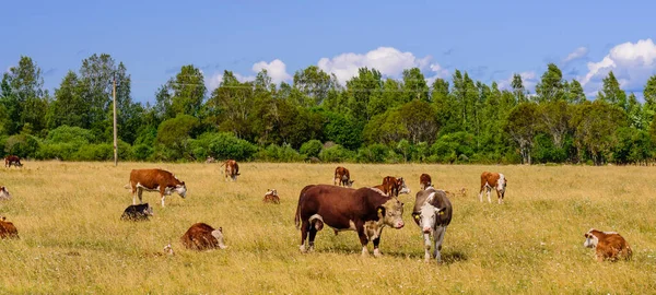 Γραφικό Αγρόκτημα Αγέλη Αγελάδων Εσθονία — Φωτογραφία Αρχείου
