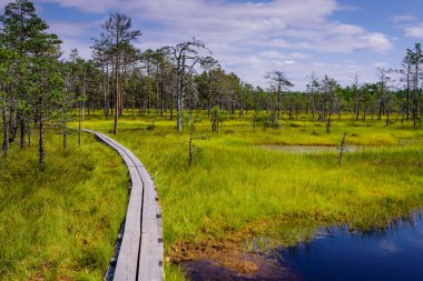 Lahemaa Milli Parkı 'ndaki Viru bataklığı (Viru Raba), Estonya' da popüler bir doğal cazibe merkezi. Bataklık ve ormanlı resimli bir manzara.