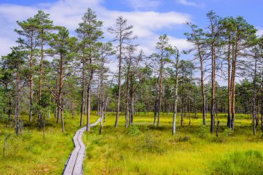 Lahemaa Milli Parkı 'ndaki Viru bataklığı (Viru Raba), Estonya' da popüler bir doğal cazibe merkezi. Bataklık ve ormanlı resimli bir manzara.